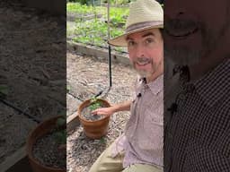 I Can't Stop Container Gardening Even Though I Have Raised Beds