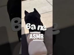Bane ASMR 🛌 🌱 #RaisignBane #fyp #bigdogs #dogchews