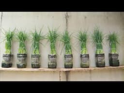 Experimenting with growing green onions from seeds in plastic bottles, surprising results