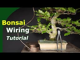 How to Wire Bonsai explained step by step (Bonsai Fundamentals)