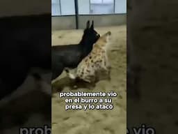 Burro vs Hiena  ¡Una batalla inesperada!