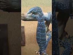 These Have Got to Be the Coolest Animals On Earth