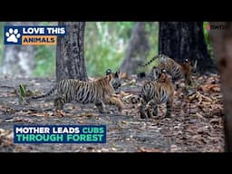 Mother tiger leads her cubs through forest in rare sighting | LOVE THIS!