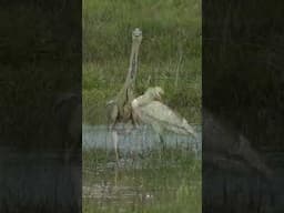 ON THIS WEEKS ADVENTURE! #shorts  #birding #wildlife #shorts #birdtube #birds #nature #photography