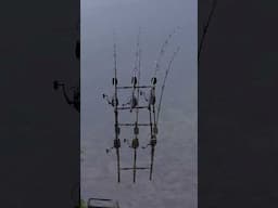 Is there a better sound in Carp Fishing?! 😍🎣 #FoxInternational #CarpRun #BiteAlarm #CarpFishing