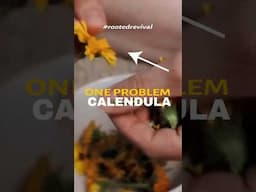 Calendula–A Flower That Does Much More Than... #calendula