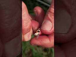 Rigging Tip for Stonker Trout in the Fresh