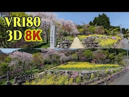 [ 8K 3D VR180 ] 春の花が咲き誇る「龍珠院」（東京都あきる野市）Ryusyuin temple surrounded by spring flowers in TOKYO