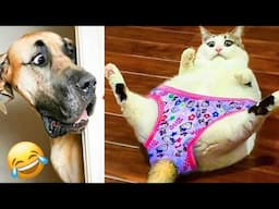 Funniest Animal Videos 😆 Try Not To Laugh Cats And Dogs 🤣 CHARLIE #24