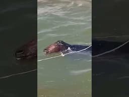 🥺🥺🥺Poor horse was rescued from channel