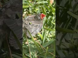 We found some baby birds!