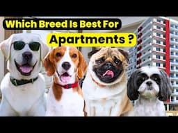 Best Dog Breeds for Apartments: Low Maintenance & Friendly!