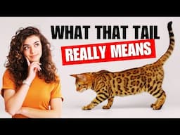 What Your Cat's Tail Says About Her Mood 😼