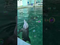 Dolphin Awareness Month - Hope Spotlight