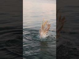 The White Dragon Mermaid Dives!