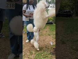 Standard Poodle jumps #dog #shorts #poodle