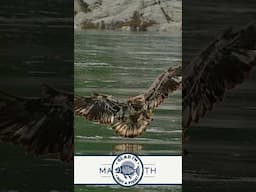 Young Eagle, Big Dreams, No Dinner