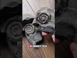 I got a Fantastic Ammonite Fossil in the Post!