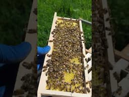Its MOVING Fast! 🐝