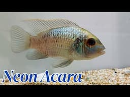 Electric Blue Acara – The Most Stunning Cichlid?
