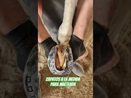 Lo mejor para mi yegua- Zapatos a la medida para Malteada