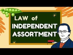 Law of Independent Assortment I SHORT EXPLANATION
