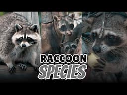 All 3 Raccoon Species (Mapped Across The Americas)
