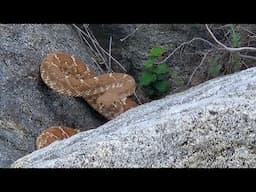 First Western Copperhead | PCT 2025 | Episode 24