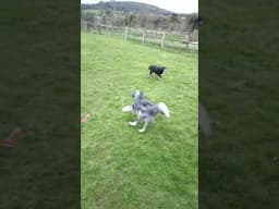 Young dog keeps old dog fit