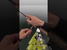 Seeing this gives hope for the future of #stripedbass