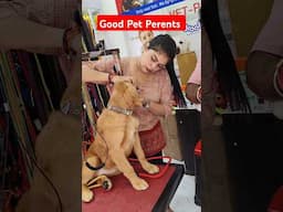 golden retriever puppy carengi #shorts #dogowner #pets #dog #amitalbinopets