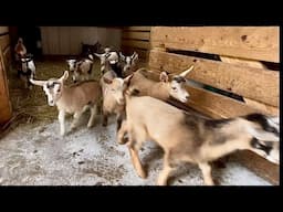 Frosty Mom Babies | 1st Baby Goat Zoomies | Nigerian Dawrf Goat First Time On The Milk Stand