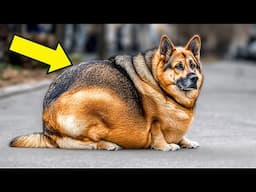 When The German Shepherd Gave Birth, The Vet Screamed In Terror!