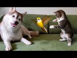 Husky Panics, Kitten Delighted — Attack of the Mechanical Hummingbird!