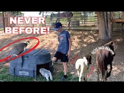 We’ve NEVER Had This Happen on the Farm Before 😳 (And Now We’re Rushing to Save Them!)