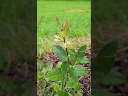 Haskap (honeyberry) has a second bloom at the end of may!!! will it fruit? #honeywort