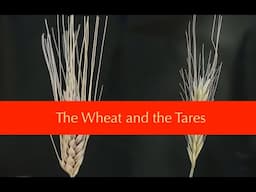 Parable of the Wheat & the Tares