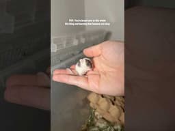 I can’t watch this video too much as my heart feels like it’s going to burst 🥹 #mouse #mice #pets
