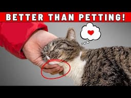 9 Things Your CAT LOVES MORE Than Getting PETS!