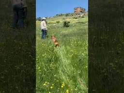 Feels like we’re in a Ghibli movie but it’s Armenian paradise village