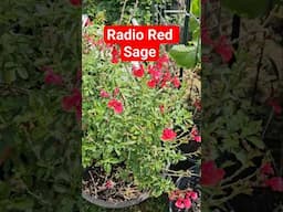 Radio Red Sage