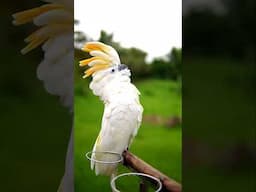 This Cockatoo Hybrid Doesn’t Even Have a Name Yet! | Moluccan × Citron Cockatoo | #ShaikhTanveer