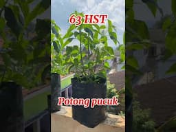 Tanam Cabe tanpa Semai di Polybag / how to plant chilies #caberawit #rawitkaliber #cabepolybag