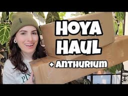 Hoya Haul + Anthurium Unboxing 🌿 plant mail from Palmstreet 🖤