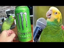 Smart And Funny Parrots Parrot Talking Videos Compilation (2025) - Cute Birds #14