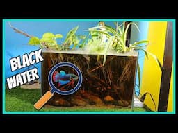 Simple Setup of Black Water Ecosystem For Wild Betta and Many More 🐟 [ Black Water Tank Setup]