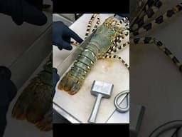 당일바리로 잡아 싱싱한? 전설의 나트랑 거대 크레이피쉬 랍스터 구이 Giant Crayfish Lobster Seafood /Vietnamese street food #shorts