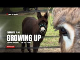 Witness a Baby Donkey's First Steps Away from His Mum!