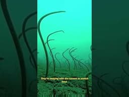 #viralshort #history #learning #facts #shortsvideo #animals #learn #nature #eel