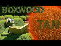 Boxwoods Bronzing—Is It Normal, or Should You Be Worried?